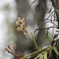 Vanda testacea (Lindl.) Rchb.f.